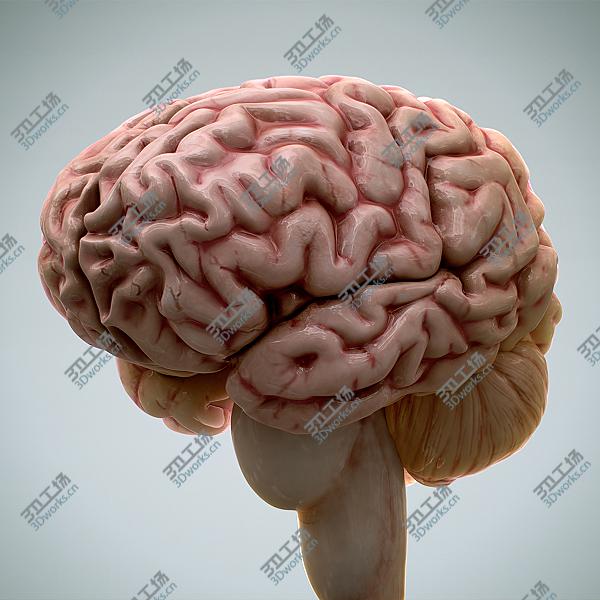 images/goods_img/202104092/Human Brain 2.0 - Anatomy/2.jpg